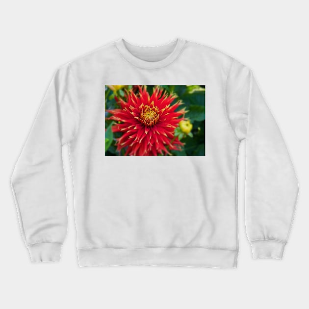 Canada. Vancouver Island. Butchart Gardens. Flower. Crewneck Sweatshirt by vadim19